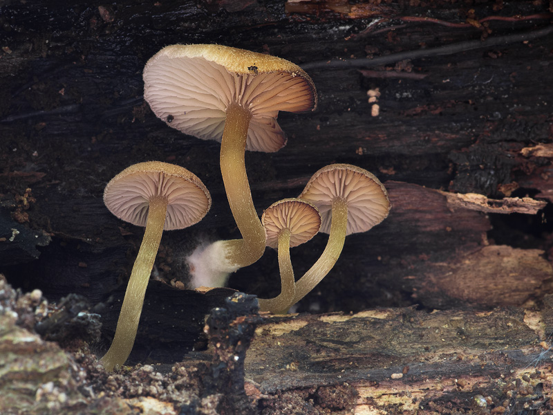 Trichocybe puberula